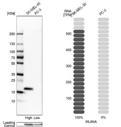 Melan-A/MART-1 Antibody, Novus Biologicals 25 &mu;L | Buy Online | Novus Biologicals | Fisher Scientific